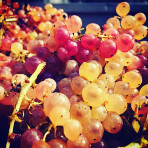 Vendemmia nelle Marche: Cantine Aperte e B&B La Garbatina