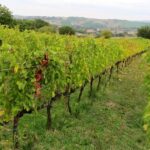 Vendemmia nelle Marche: Cantine Aperte e B&B La Garbatina